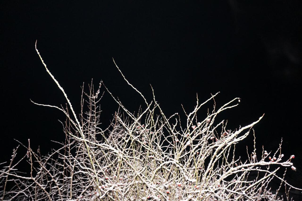 Natura בקתה פרייד